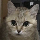 小皇子